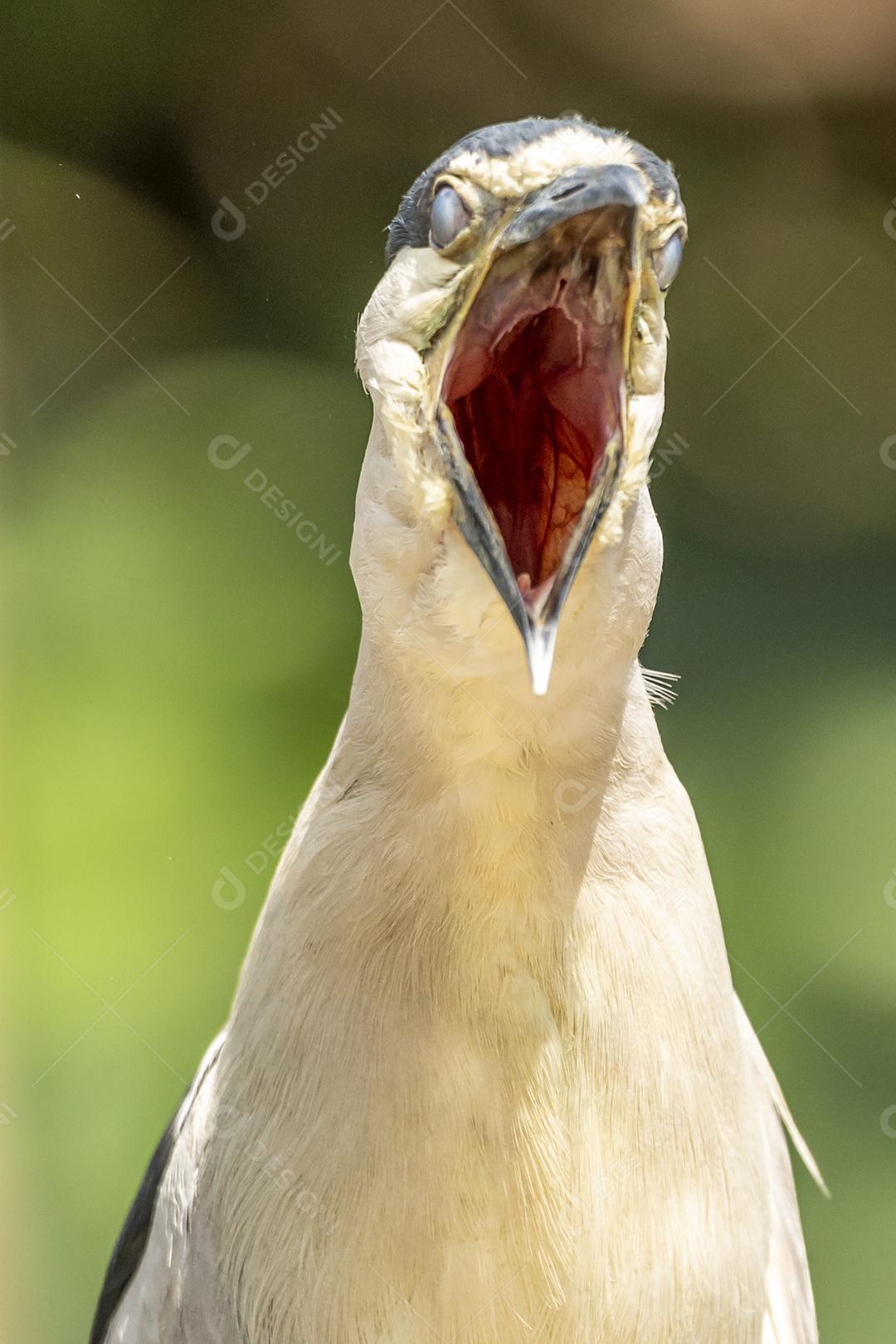 A garça estriada (Butorides striata) também conhecida como garça do mangue, garça pequena ou de dorso verde