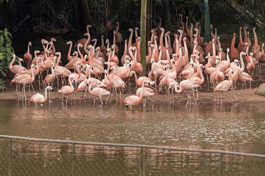 um grupo de flamingos em pé em uma terra