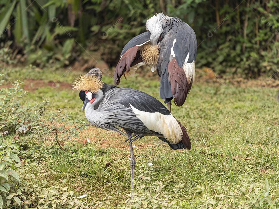 Um par de Garça-de-coroa-preta - Balearica pavonina