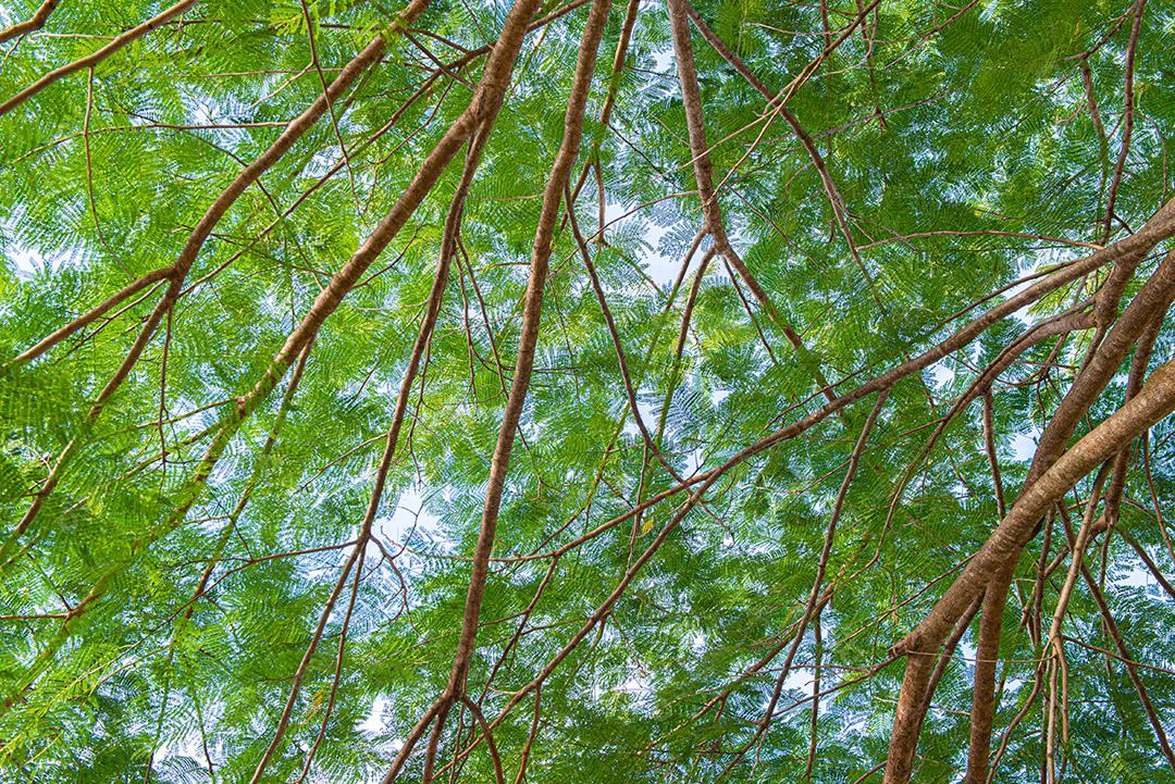 flamboyant, que tem origem francesa e significa flamejante