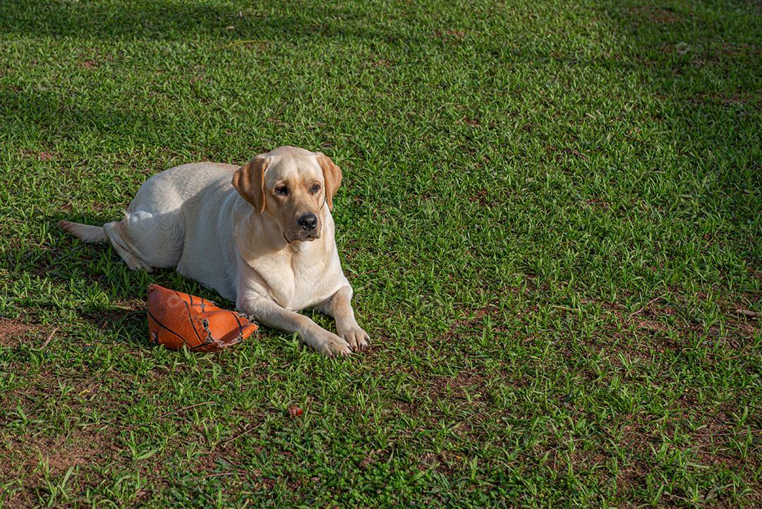 Filhote de labrador deitado na grama com seu brinquedo ao lado dele