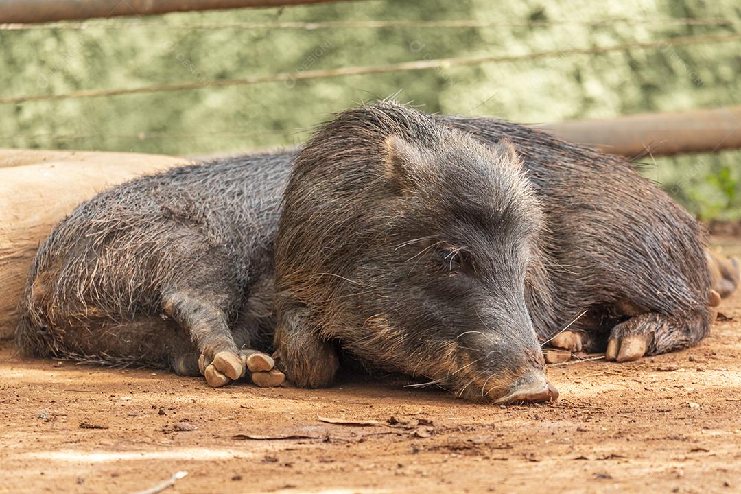 O javali (Sus scrofa), também conhecido como suíno selvagem, porco selvagem comum, ou simplesmente