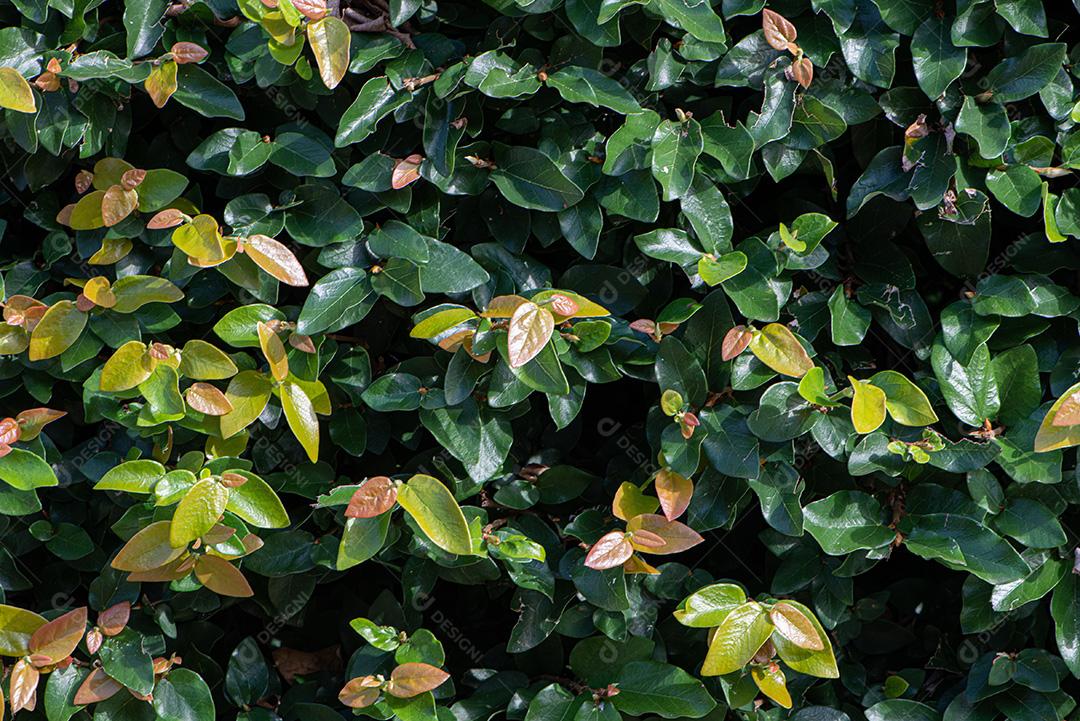 Textura de folhagem de árvores e arbustos.