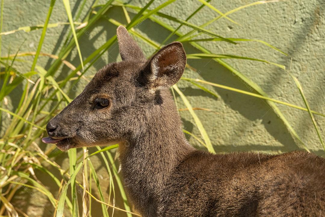 Animal sobre floresta fundo folha verde