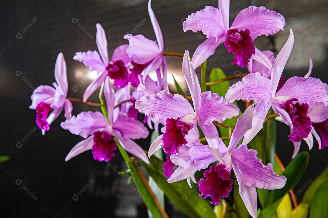 Diferentes tipos de orquídeas coloridas produzidas no Brasil.