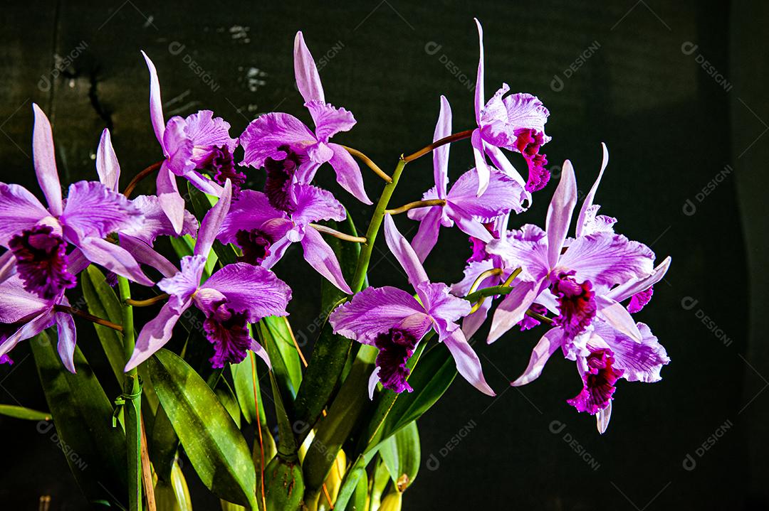 Diferentes tipos de orquídeas coloridas produzidas no Brasil.