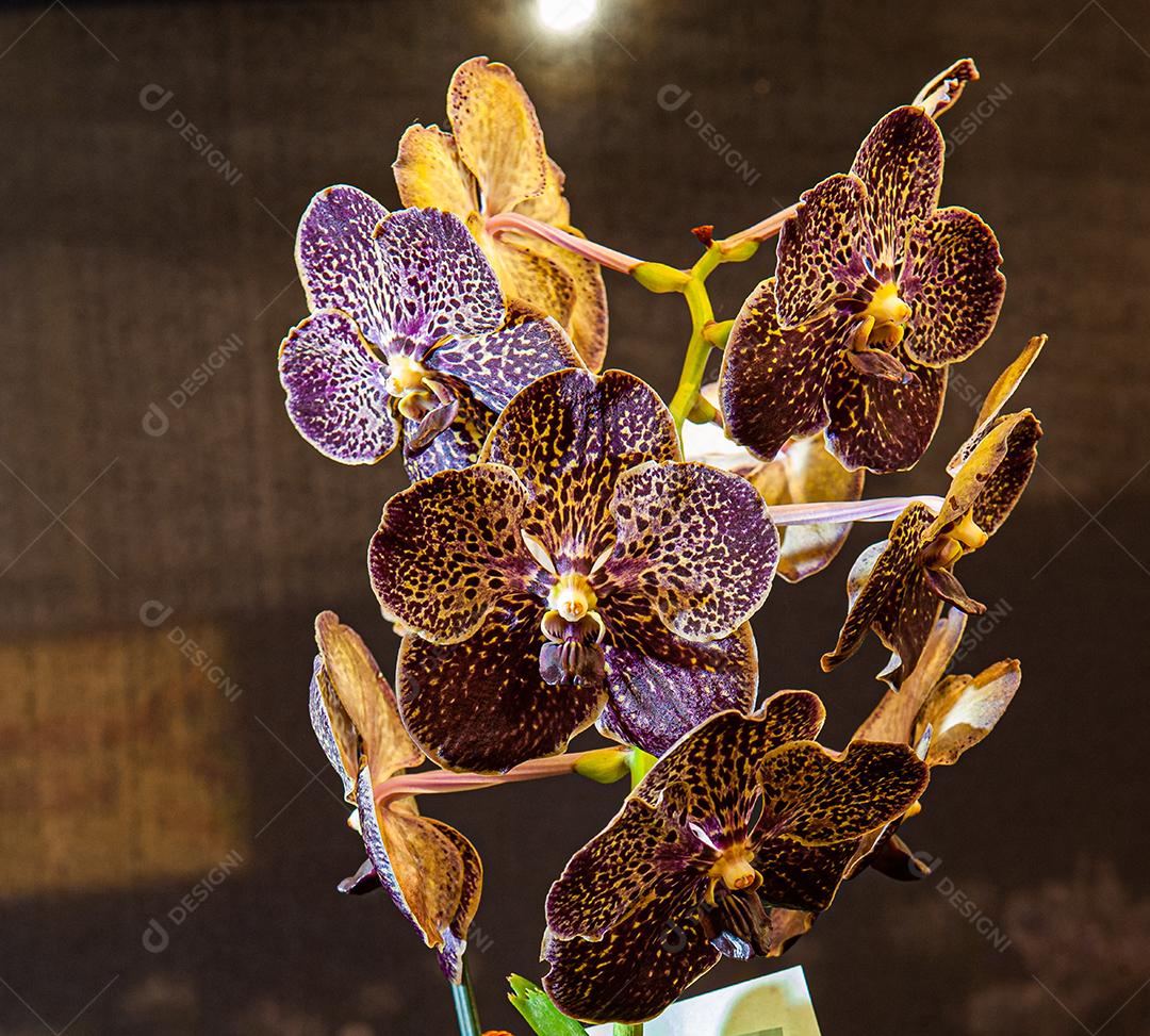 Diferentes tipos de orquídeas coloridas produzidas no Brasil.