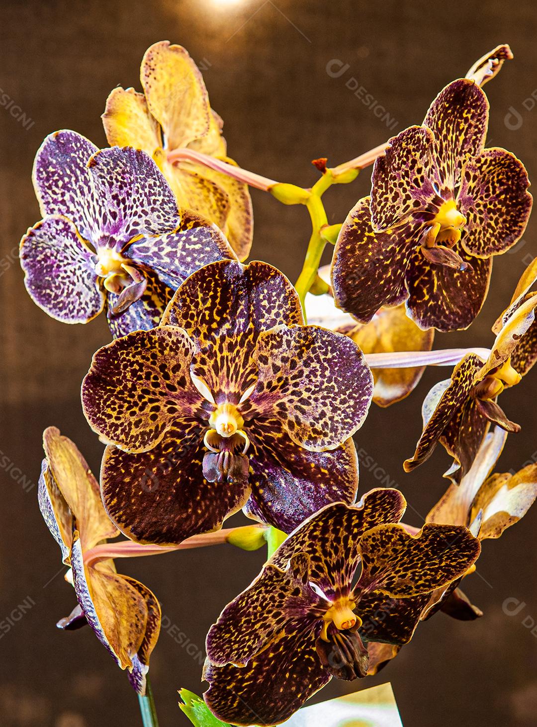 Diferentes tipos de orquídeas coloridas produzidas no Brasil.