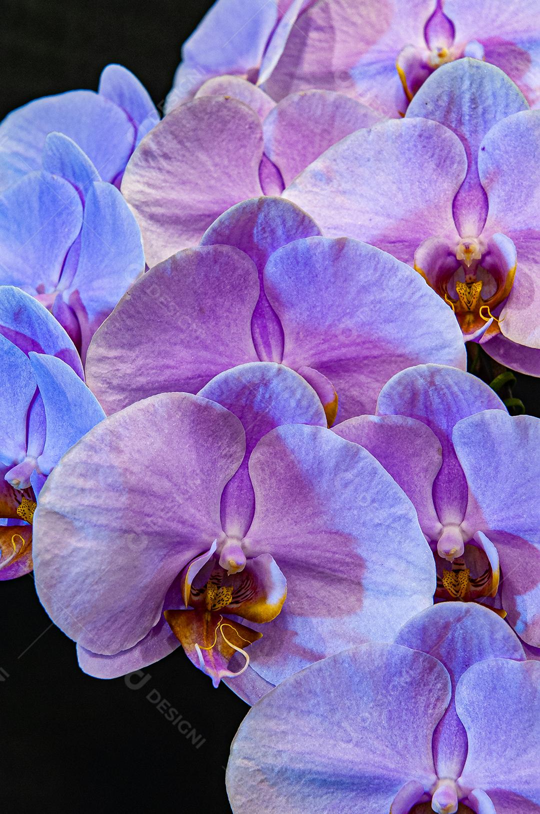 Diferentes tipos de orquídeas coloridas produzidas no Brasil.