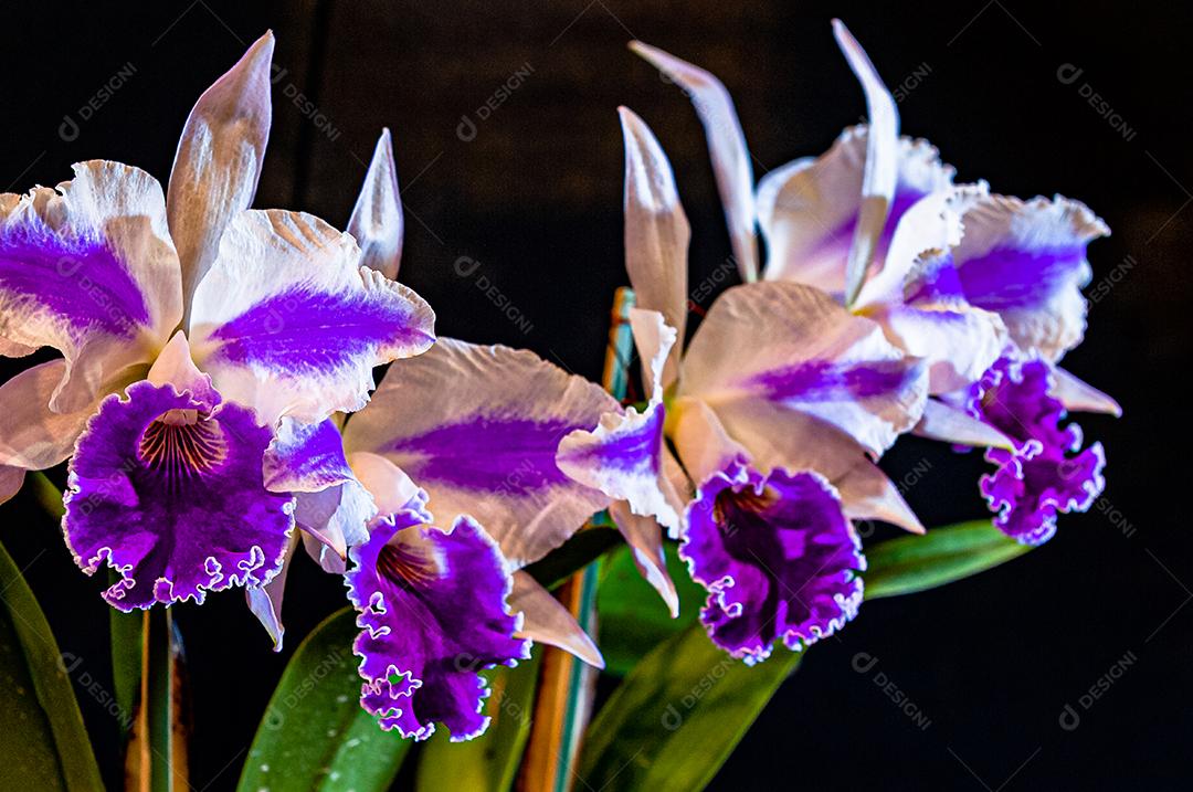 Diferentes tipos de orquídeas coloridas produzidas no Brasil.