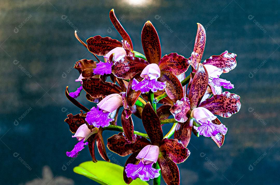 Diferentes tipos de orquídeas coloridas produzidas no Brasil.