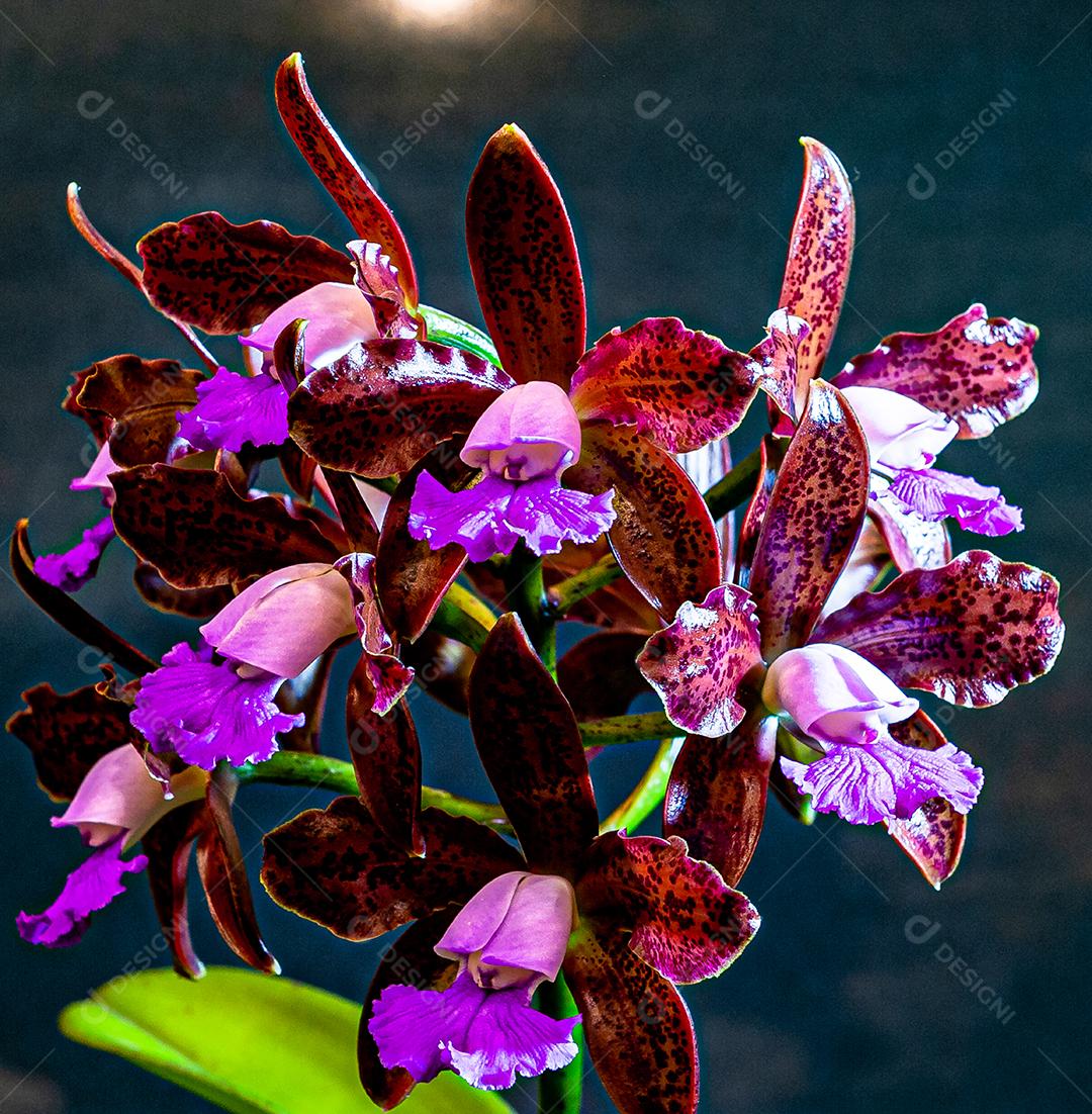 Diferentes tipos de orquídeas coloridas produzidas no Brasil.