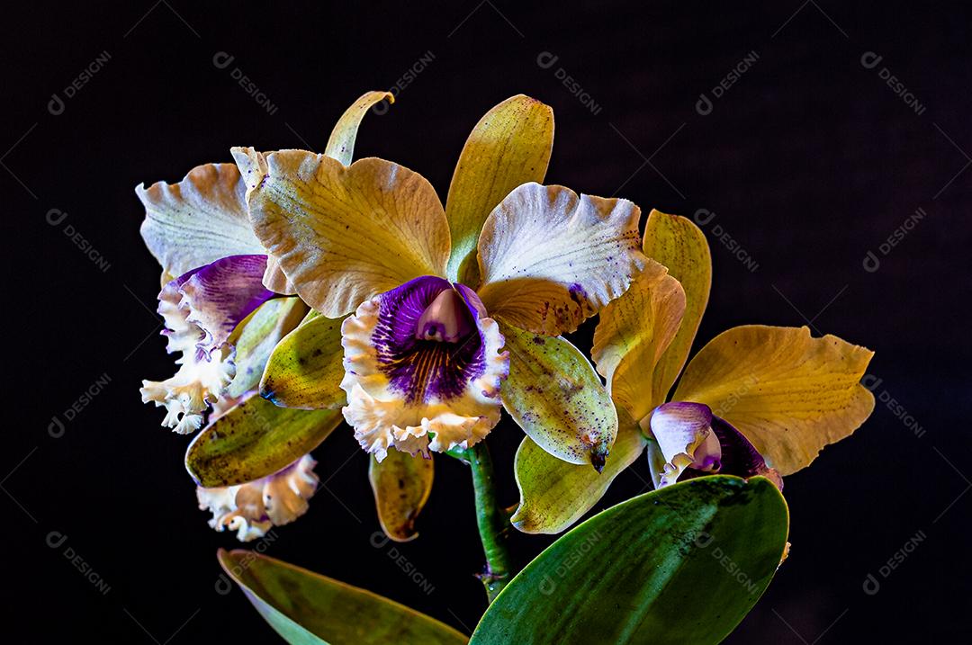 Diferentes tipos de orquídeas coloridas produzidas no Brasil.