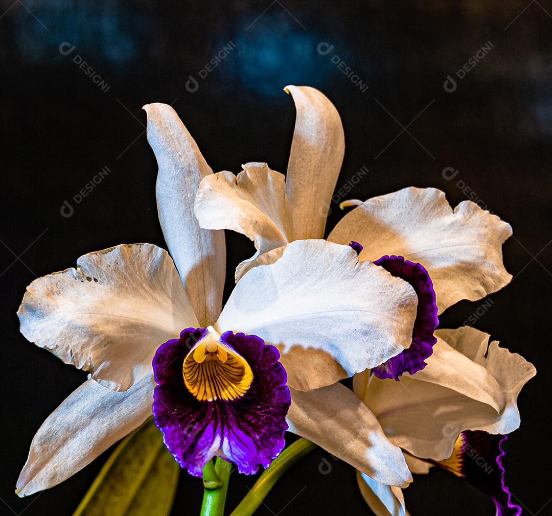 Diferentes tipos de orquídeas coloridas produzidas no Brasil.