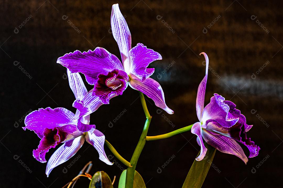 Diferentes tipos de orquídeas coloridas produzidas no Brasil.