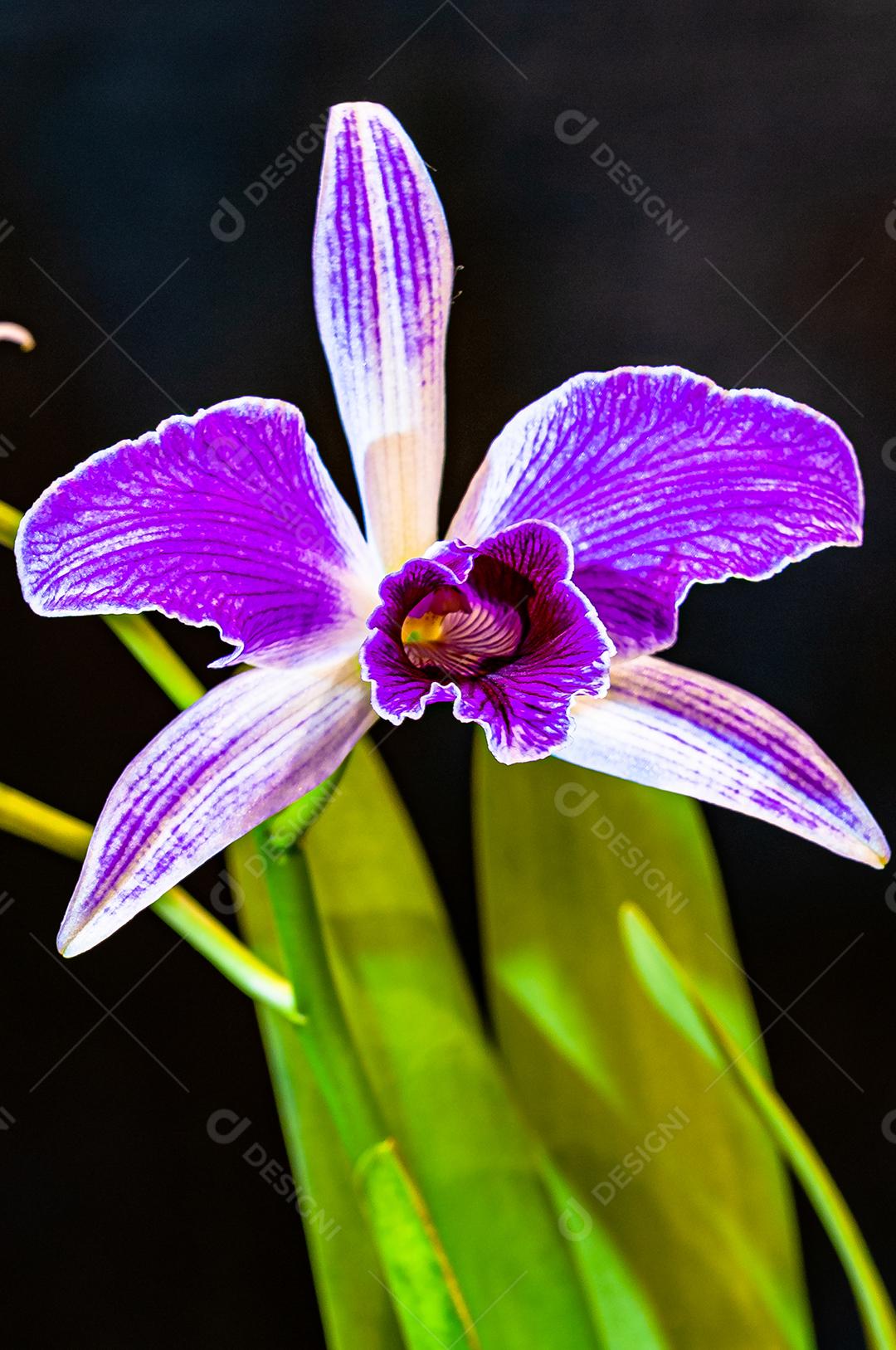 Diferentes tipos de orquídeas coloridas produzidas no Brasil.