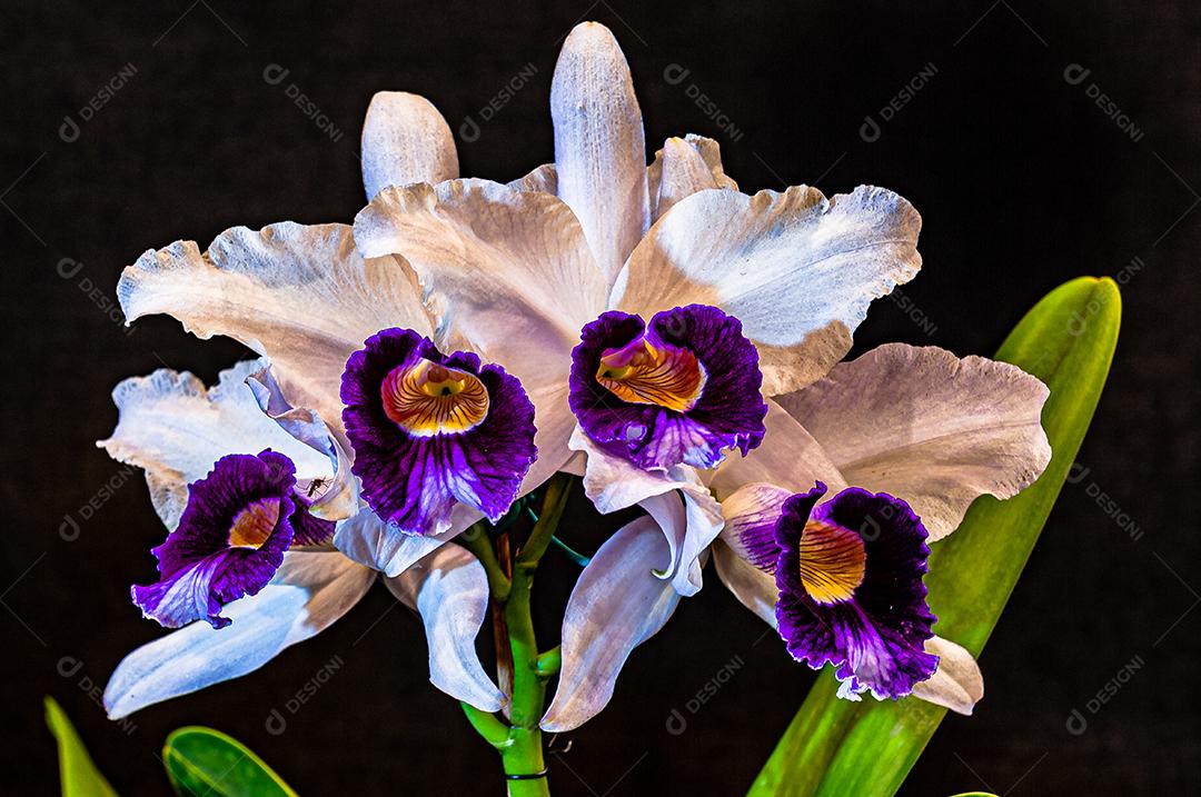 Diferentes tipos de orquídeas coloridas produzidas no Brasil.