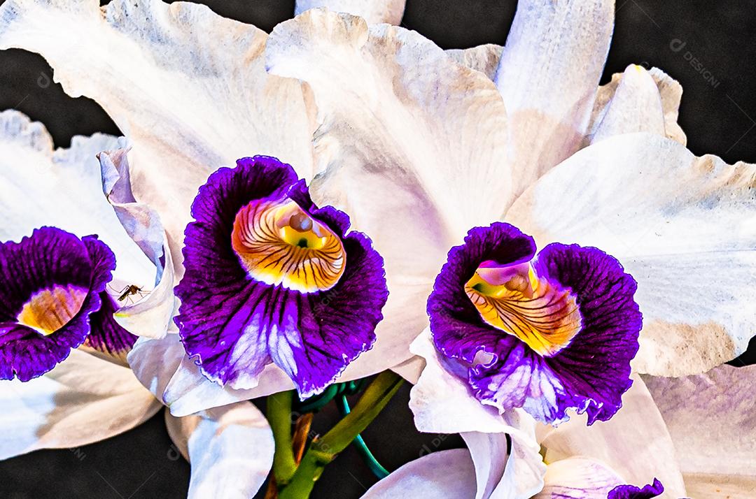 Diferentes tipos de orquídeas coloridas produzidas no Brasil.