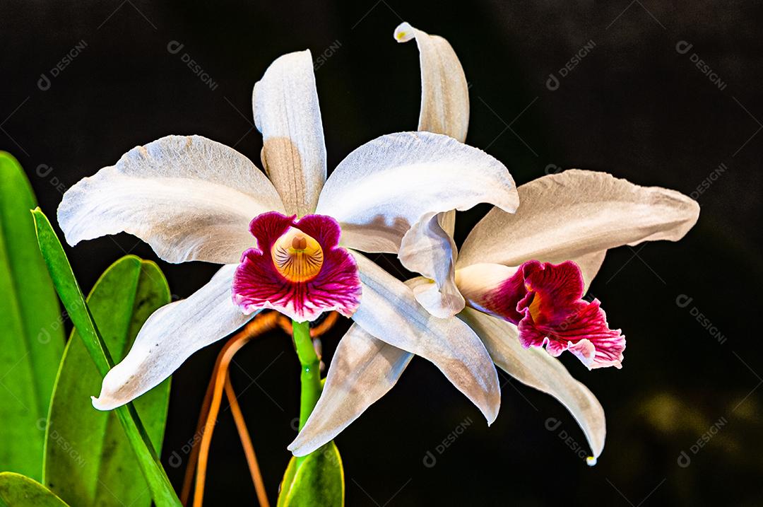 Diferentes tipos de orquídeas coloridas produzidas no Brasil.