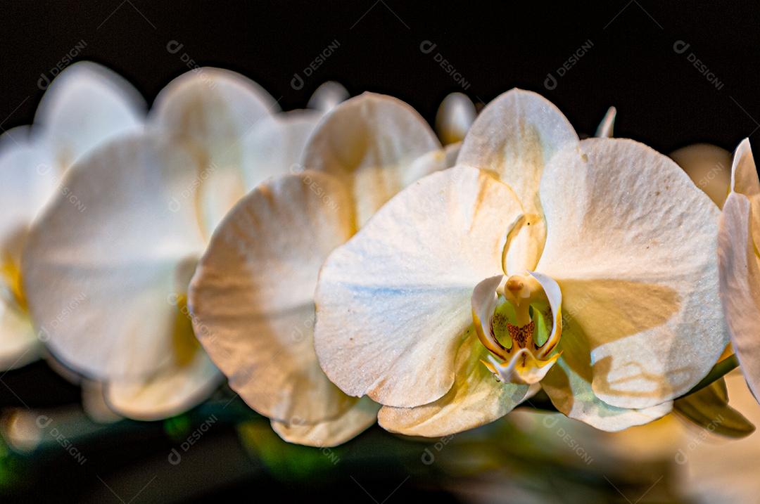 Diferentes tipos de orquídeas coloridas produzidas no Brasil.