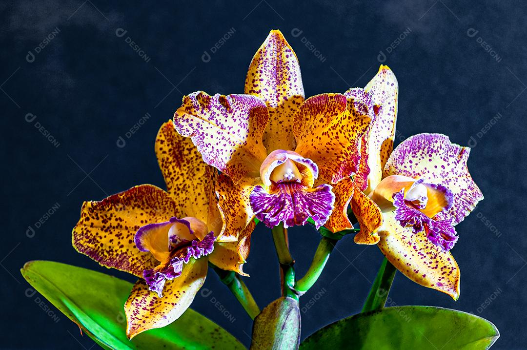 Diferentes tipos de orquídeas coloridas produzidas no Brasil.