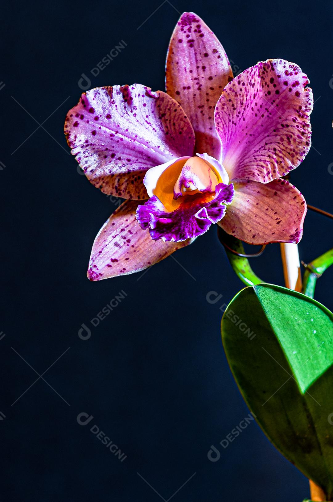 Diferentes tipos de orquídeas coloridas produzidas no Brasil.
