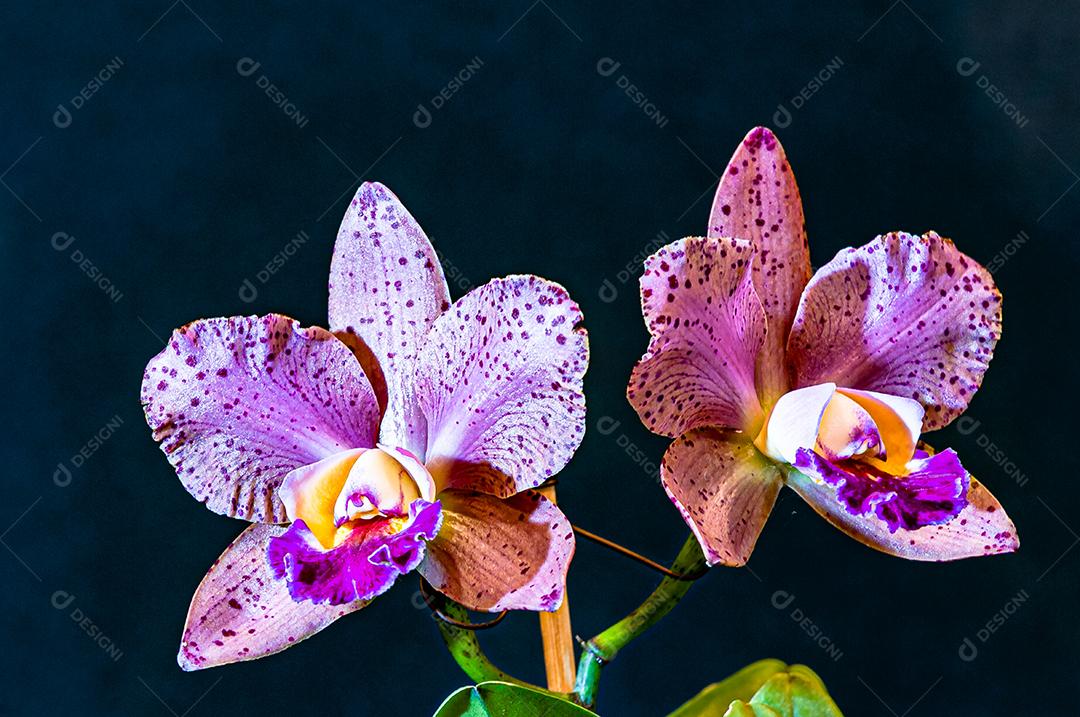 Diferentes tipos de orquídeas coloridas produzidas no Brasil.