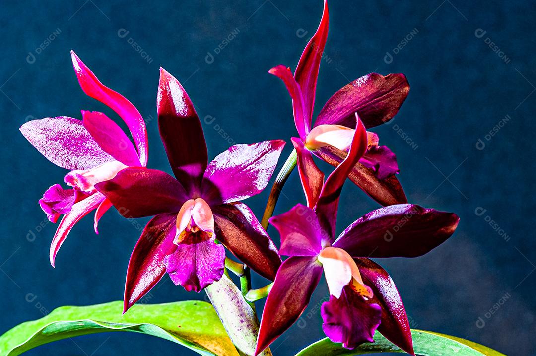 Diferentes tipos de orquídeas coloridas produzidas no Brasil.