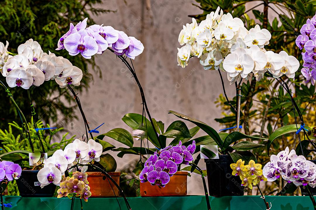 Diferentes tipos de orquídeas coloridas produzidas no Brasil.