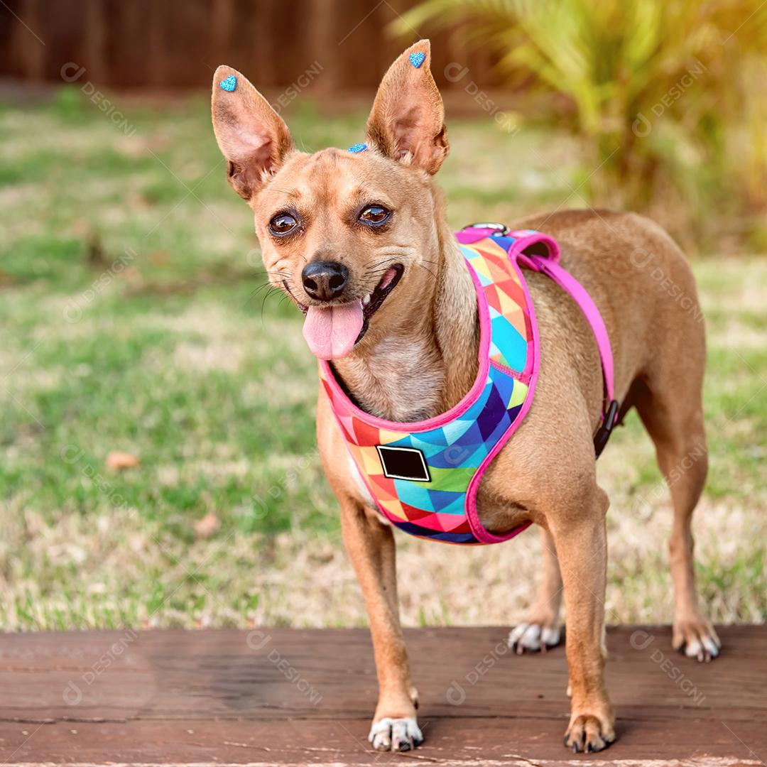 filhote de Pinscher marrom ao lado do sapato da criança.