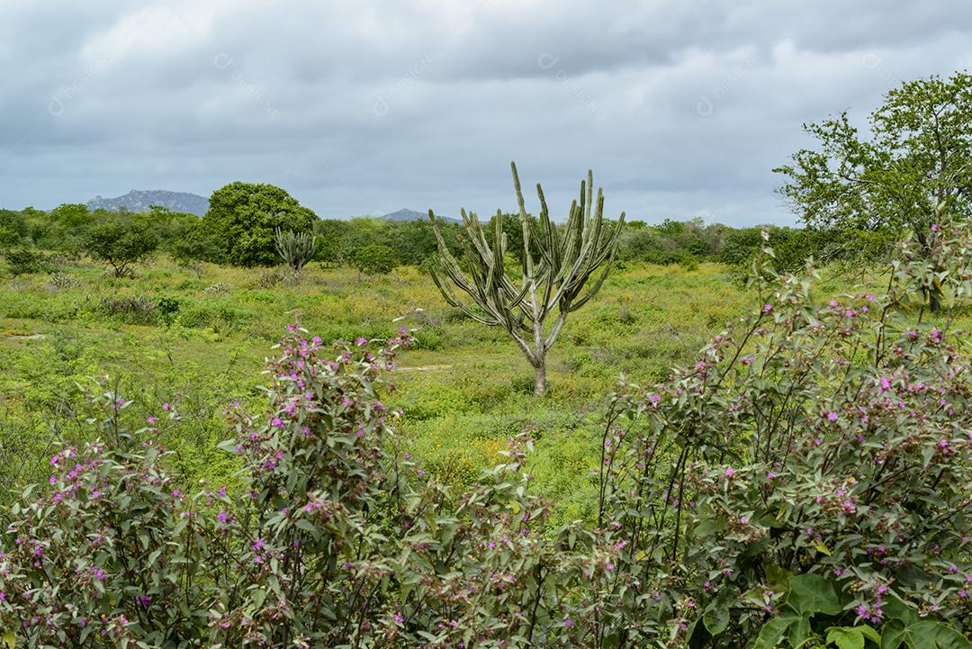 Brazilian caatinga biome in the rainy season, highlighting the Mandacaru cactus in Boa Vista, Paraíba, Brazil.