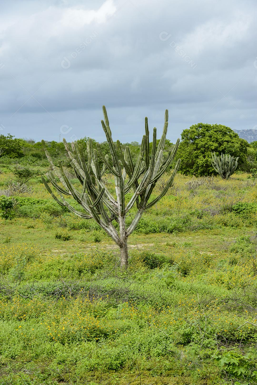 Bioma caatinga brasileira na estação chuvosa, com destaque para o cacto Mandacaru em Boa Vista, Paraíba, Brasil.