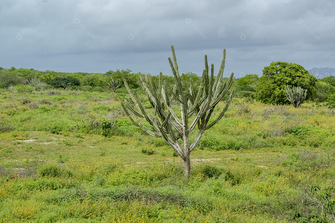 Bioma caatinga brasileira na estação chuvosa, com destaque para o cacto Mandacaru em Boa Vista, Paraíba, Brasil.