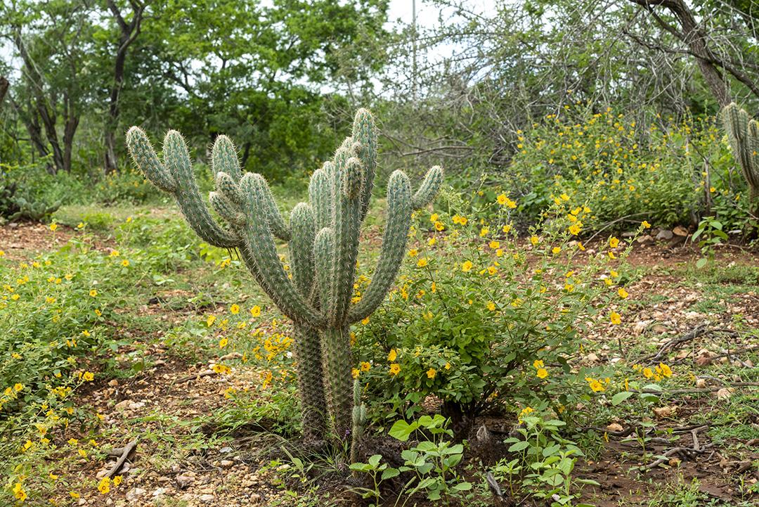 Brazilian caatinga biome in the rainy season. Cacti and flowers in Cabaceiras, Paraíba, Brazil.