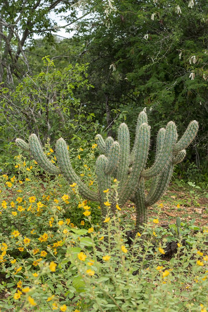 Bioma caatinga brasileira na estação chuvosa. Cactos e flores em Cabaceiras, Paraíba, Brasil.