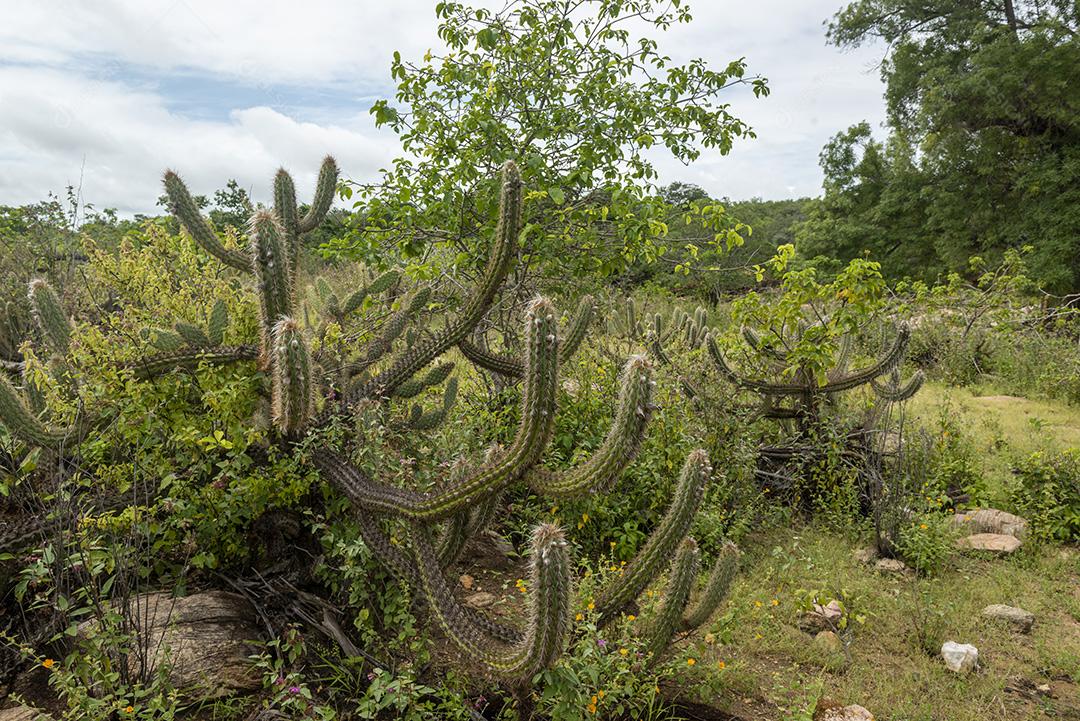 Bioma caatinga brasileira na estação chuvosa. Cactos e flores em Cabaceiras, Paraíba, Brasil.