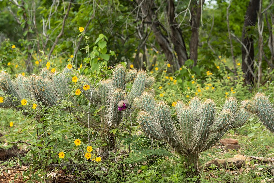 Bioma caatinga brasileira na estação chuvosa. Cactos e flores em Cabaceiras, Paraíba, Brasil.
