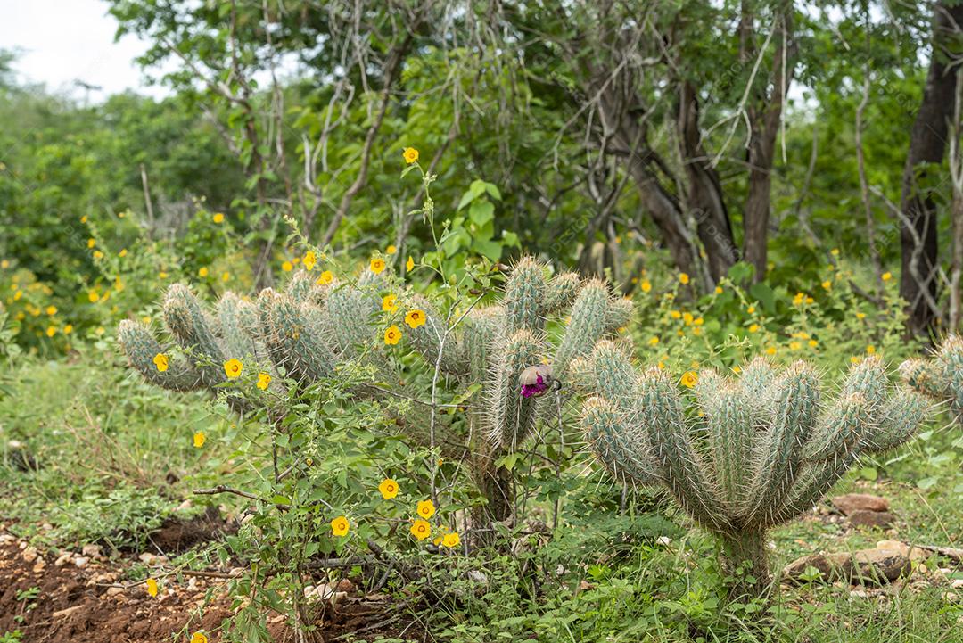 Bioma caatinga brasileira na estação chuvosa. Cactos e flores em Cabaceiras, Paraíba, Brasil.