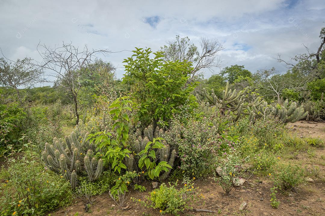 Bioma caatinga brasileira na estação chuvosa. Cactos e flores em Cabaceiras, Paraíba, Brasil.