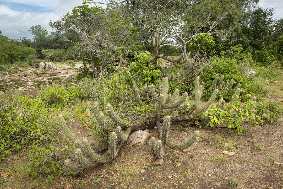 Bioma caatinga brasileira na estação chuvosa. Cactos e flores em Cabaceiras, Paraíba, Brasil.