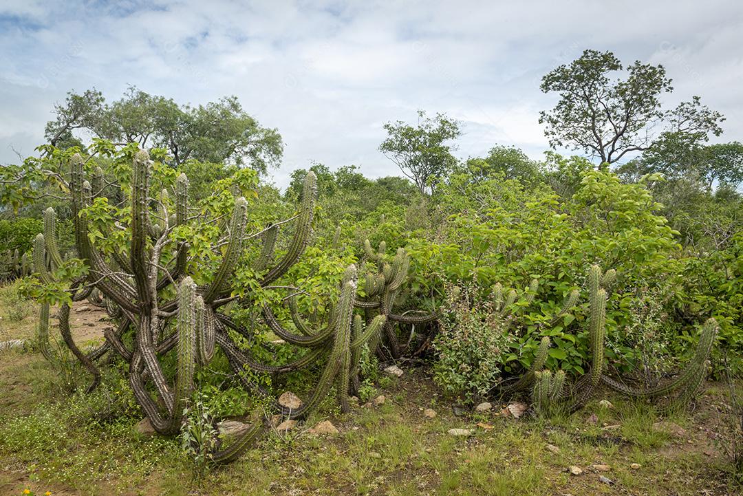 Bioma caatinga brasileira na estação chuvosa. Cactos e flores em Cabaceiras, Paraíba, Brasil.