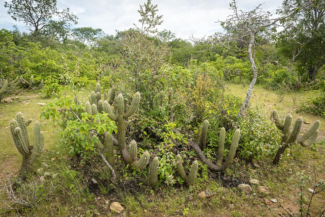 Bioma caatinga brasileira na estação chuvosa. Cactos e flores em Cabaceiras, Paraíba, Brasil.