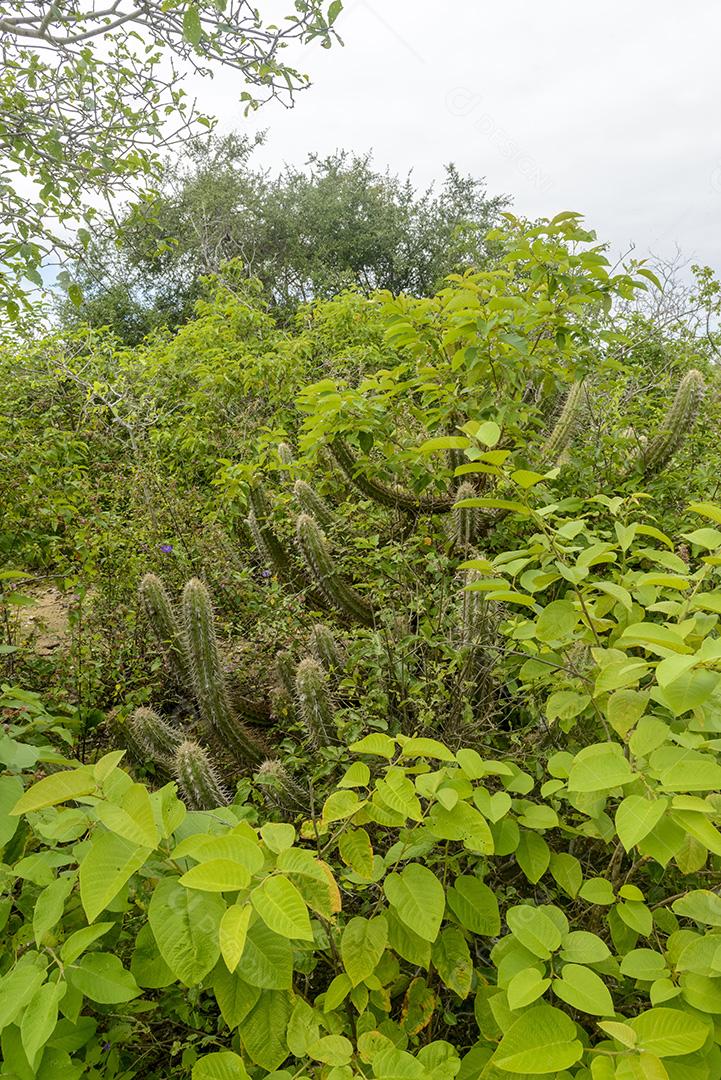 Bioma caatinga brasileira na estação chuvosa. Cactos e flores em Cabaceiras, Paraíba, Brasil.