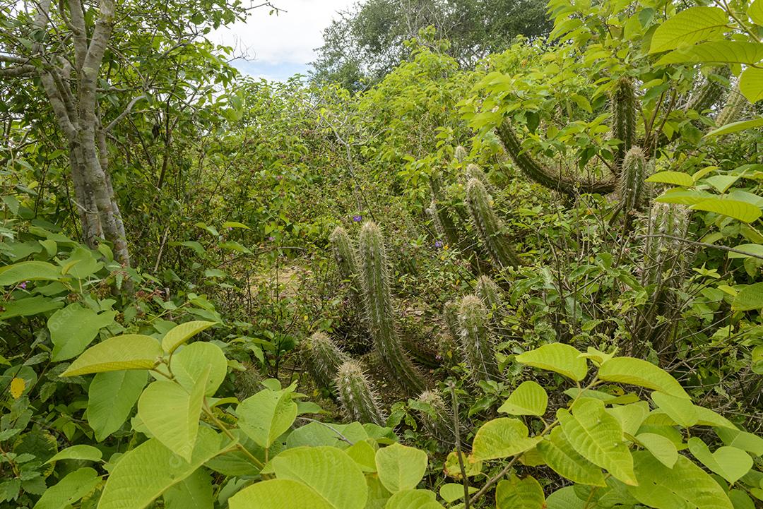 Bioma caatinga brasileira na estação chuvosa. Cactos e flores em Cabaceiras, Paraíba, Brasil.