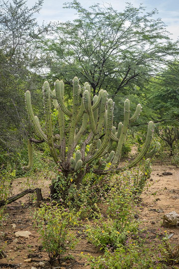 Bioma caatinga brasileira na estação chuvosa. Cactos e flores em Cabaceiras, Paraíba, Brasil.