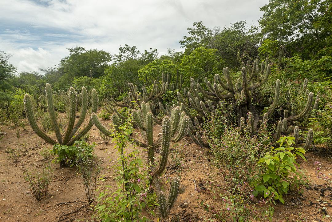 Bioma caatinga brasileira na estação chuvosa. Cactos e flores em Cabaceiras, Paraíba, Brasil.