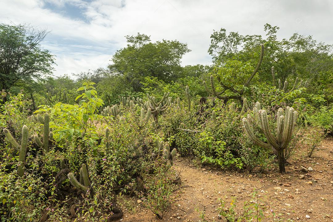 Bioma caatinga brasileira na estação chuvosa. Cactos e flores em Cabaceiras, Paraíba, Brasil.