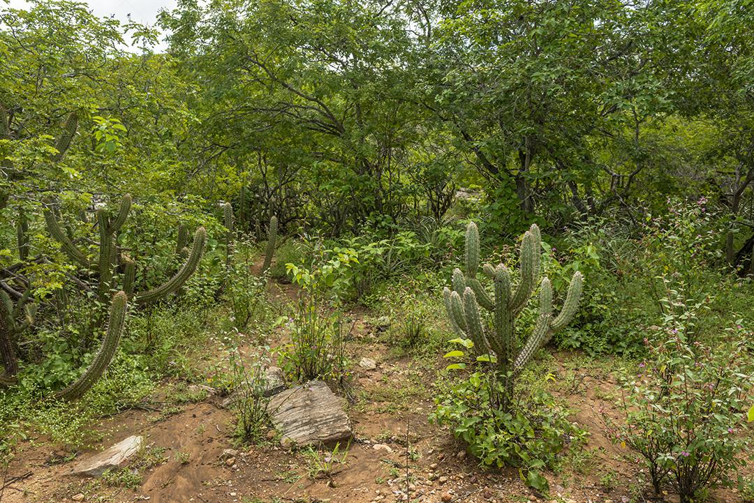 Bioma caatinga brasileira na estação chuvosa. Cactos e flores em Cabaceiras, Paraíba, Brasil.