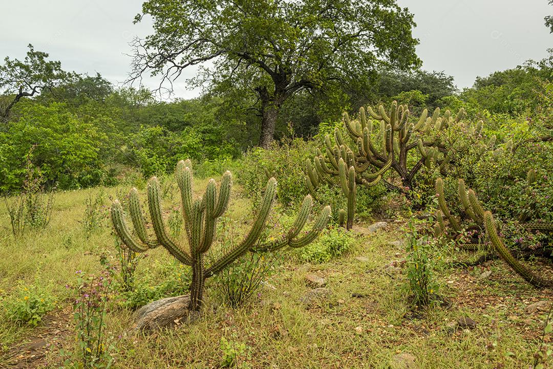Bioma caatinga brasileira na estação chuvosa. Cactos e flores em Cabaceiras, Paraíba, Brasil.