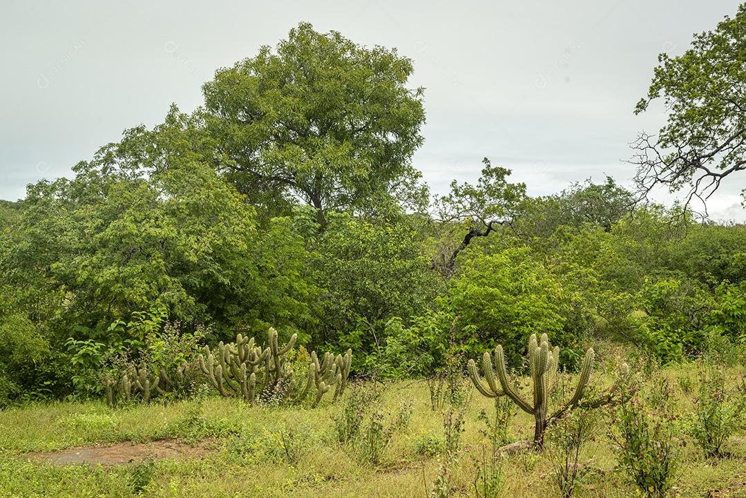 Bioma caatinga brasileira na estação chuvosa. Cactos e flores em Cabaceiras, Paraíba, Brasil.